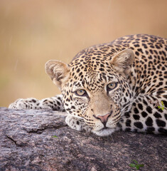 Fototapeta na wymiar One adult leopard head on portrait of it resting in tree in the rain in Kruger Park South Africa