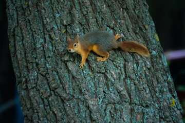 Curious squirrel peeking behind the tree in the national park