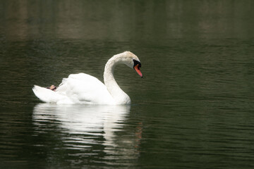 Picture of a Swan on a Lake in the  national park.
