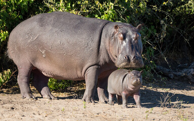 Mother and tiny baby hippo out of water in Chobe National Park Botswana