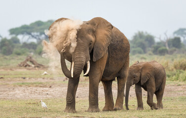 Fototapeta na wymiar Mother and baby elephant dust bathing in Amboseli National Park Kenya