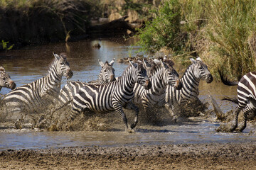 Fototapeta na wymiar A herd of zebra galloping through muddy water in Serengeti Tanzania