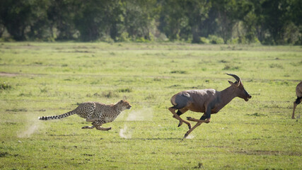 Cheetah chasing adult Topi at full speed in Masai Mara Kenya