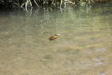 A turtle in a pond.