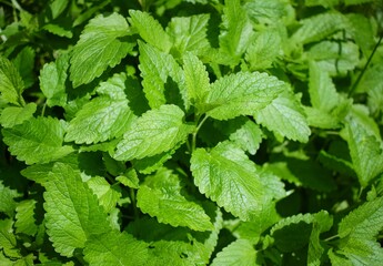 Lemon balm herb
