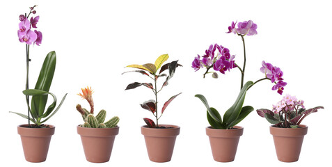 Naklejka na ściany i meble Set of different houseplants in flower pots on white background. Banner design