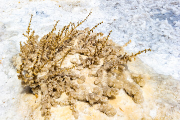 It's Plants in salt at the Dead Sea coast