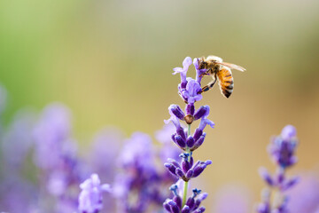 honeybee on lavender flower