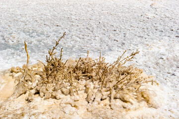 It's Plants in salt at the Dead Sea coast