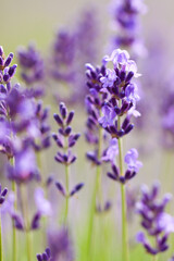 Obraz premium close up of lavender flowers