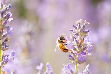 honeybee on lavender flower