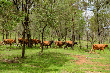 Naklejka na ściany i meble Cattle amongst trees on grazing land in Queensland