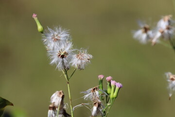 Flowers - Macro photography