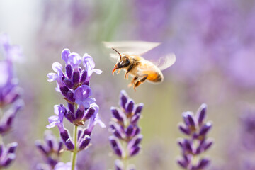 flying honeybee on lavender flower