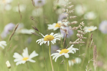 Nature background with wild flowers camomiles. Soft focus. Close up