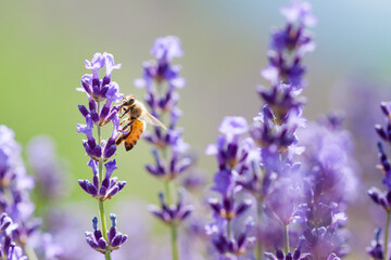 Fototapeta premium honeybee on lavender flower