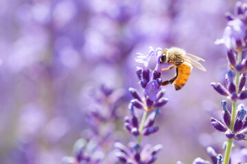 honeybee on lavender flower