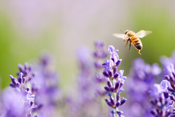 flying honeybee on lavender flower