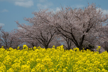 Fototapeta premium 菜の花畑の先に