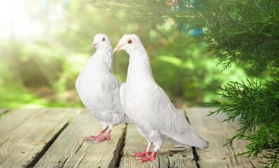 Pigeon.