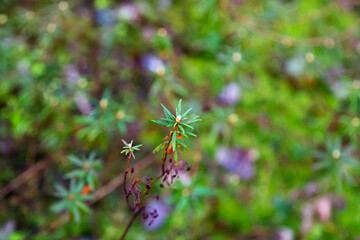 Russia, Karelia. Marsh rosemary or Wild rosemary in spring. Rhododendron tomentosum Harmaja, Ledum palustre