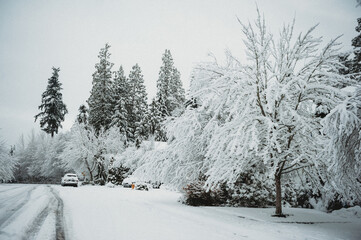 Snow day  in WA, USA (February, 2020)