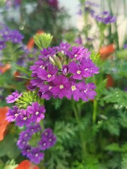 Obraz premium Purple Flowers 