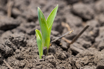 Young corn plant growing in soil in farm field. VE growth stage. Concept of spring planting season and crop health