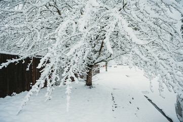 Snow day  in WA, USA (February, 2020)