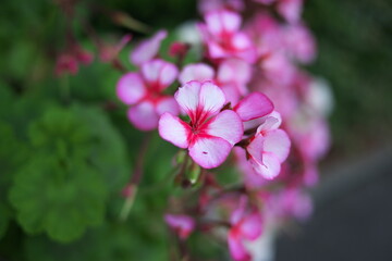ピンク縁の花びらのゼラニウムの接写
