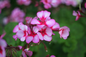 白地にピンクの縁のゼラニウム
