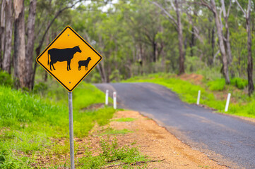 Asphalt country road with square cattle warning yellow sign in Kroombit Tops National Park, Queensland (Tableland Road)