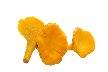 Bright orange chanterelle mushrooms on a white background