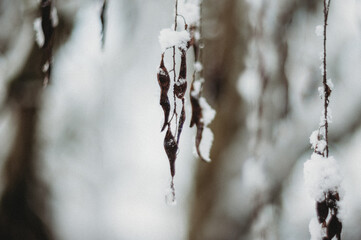 Snow day  in WA, USA (February, 2020)