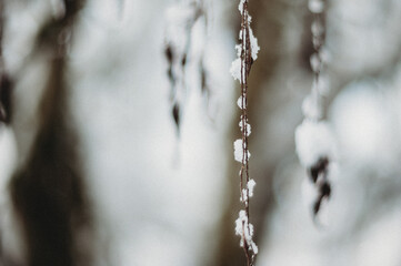 Snow day  in WA, USA (February, 2020)