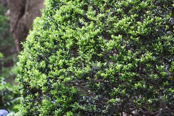 Japanese holly is an Aquifoliaceae evergreen tree and is used for hedges and garden trees.