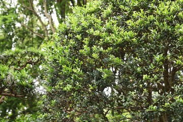 Japanese holly is an Aquifoliaceae evergreen tree and is used for hedges and garden trees.