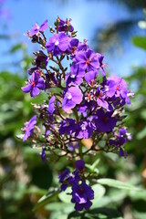 Fototapeta premium Purple flowers, Medellin, Colombia
