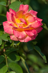 The name of this rose "Souvenir d'Anne Frank".