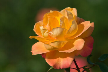 The name of this rose 