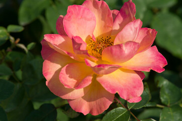The name of this rose "Souvenir d'Anne Frank".