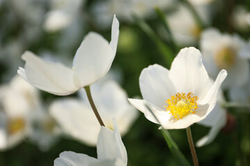 Beautiful blossoming Japanese anemone flowers outdoors on spring day