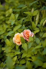 flores bellas y románticas 