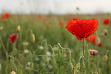 Fototapeta na wymiar Beautiful red poppy flower growing in field, closeup