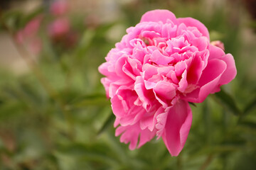 Fototapeta premium Beautiful blooming pink peony outdoors, closeup. Space for text