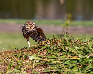 barn owl in the wild