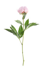 Beautiful pink peony flower isolated on white