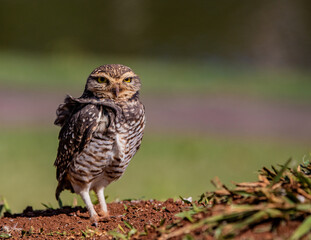 great horned owl