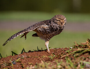 great horned owl