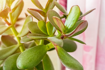Green leaves of a Crassulacea on a crusty background. Indoor plant for decoration. Bonsai style money tree